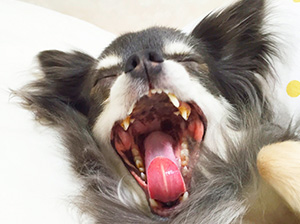 犬の約80％は歯周病に罹患していると言われています