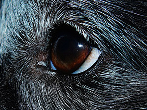 犬・ネコの目の病気